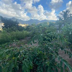 Gardens