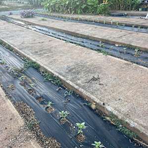Young plants