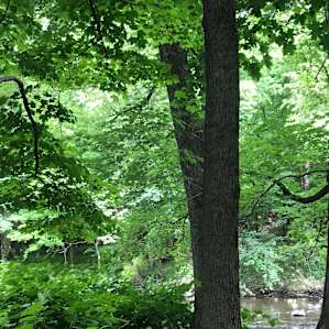 CreekSide Camping 2
