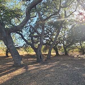 The Oak Grove