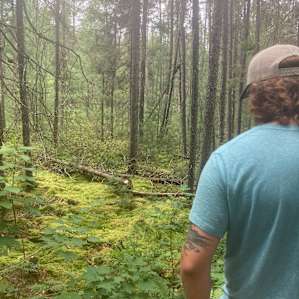 Beautiful red pine and jack pine forests.