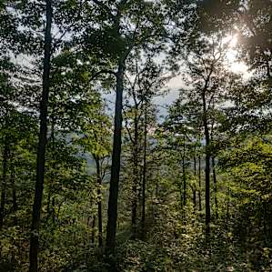 view from the lookout deck (campsite behind you)