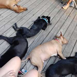 pups napping on the deck