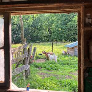 View from the milking shed