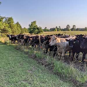 Camp at Home Place Pastures