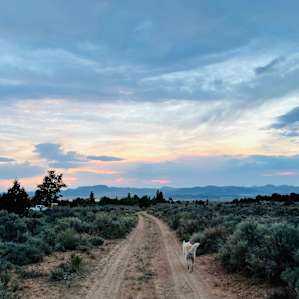 Lone Ponderosa