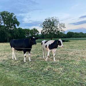 Overnight Farm Camp
