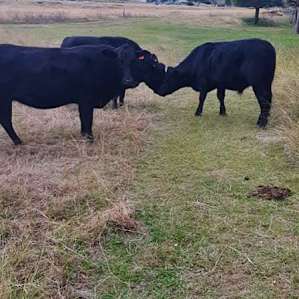 Sarabah Stud Corn Patch