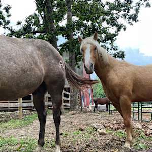 Hi horses!