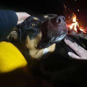 Cool doggo that kept us company
