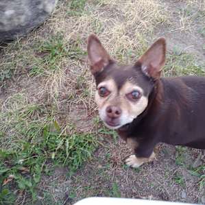 Smallest of the camp dogs but the most resilient beggar! Lolly.