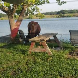 Coffee with the cows... an experience.