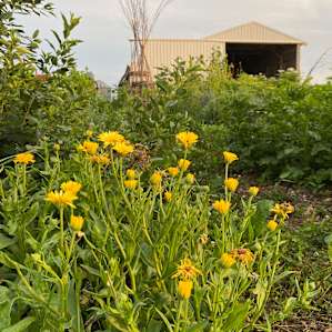 Food Forest Tent Site