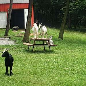Lazy Days at Emerald Acres