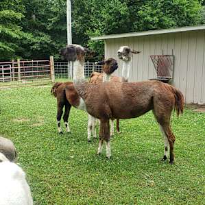 Lazy Days at Emerald Acres