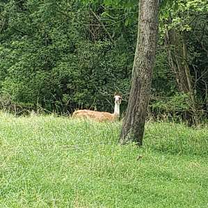 Lazy Days at Emerald Acres