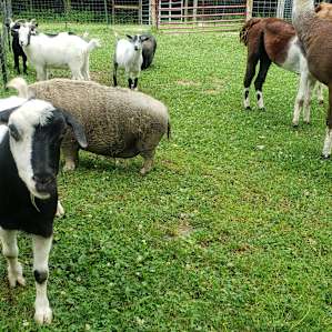 Lazy Days at Emerald Acres