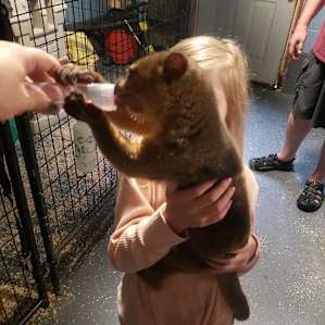 Corkey's Critter Camp