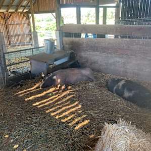 The pigs haven’t quite woken up yet.