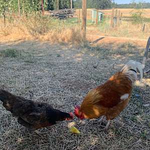 Chickens around our site.