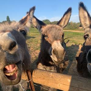 The donkeys come with a neat story and plenty of personality.