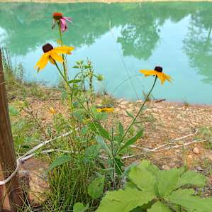 The green frog pond