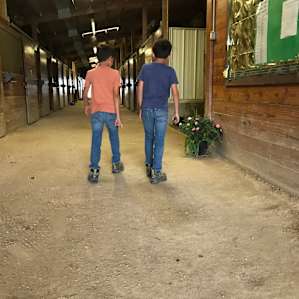 Boys loved visiting the stables
Must be very respectful of the horses and their environment