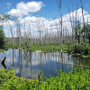 Swamp near the Patterson Metro North Train Station