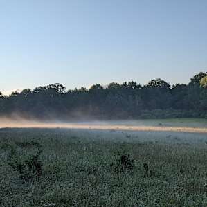 Dew evaporating from the meadow shortly after dawn.