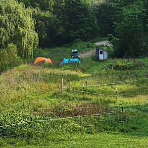 Willow Creek - camp with alpacas