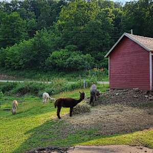 Willow Creek - camp with alpacas