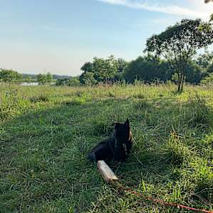 Camp site in the Orchard