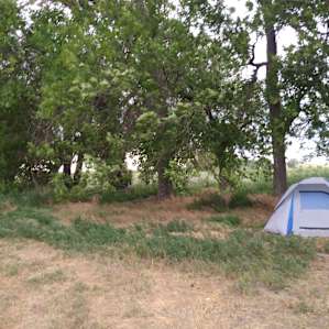50+ year old Mulberry Trees