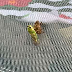 Cicada on the tent one morning shedding its old skin, very cool.