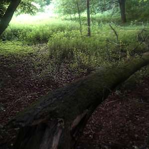 Another spot I saw along a hike.