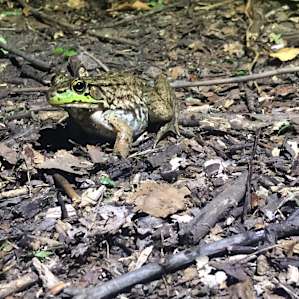 A little friend who hung out with me at my campfire the first night.
