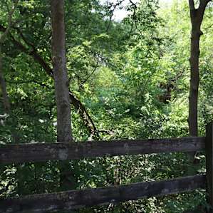 Woods at the entrance.