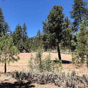 Serene Mountainous Forest Tent Camp