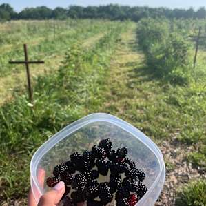 Fresh blackberries picked right next to our camp site!