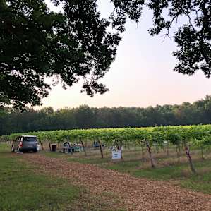 #1 - Hunt’s Hillside Vineyard-Foch