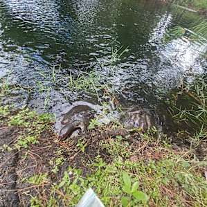 Flying Frog Ranch - Site#1