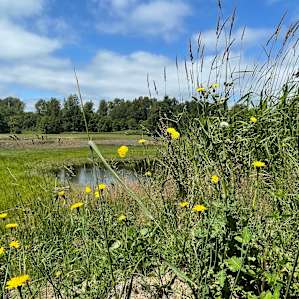 Even though it has been so dry in the PNW, everything looked so green to us Californians!
