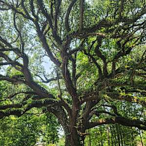 Beautiful 200 year old live oak that was featured in National Geographic