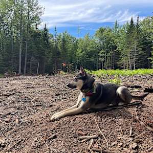 Our dog relaxing