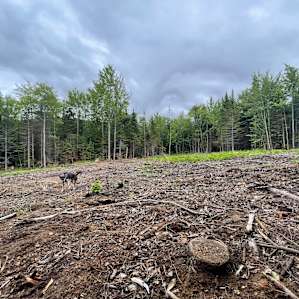 Exploring the open field