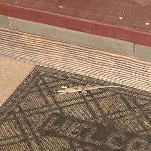 Little lizard friend hanging out with us in the morning!