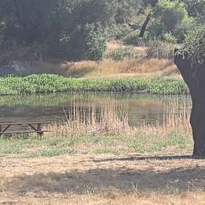 Stallion Oaks Ranch ~Tent Site