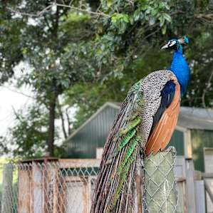 Peacock