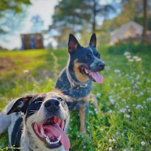 Happy pups!