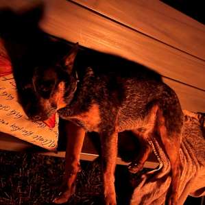 sleeping by the campfire!